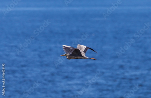 Heron bird in flight against the water