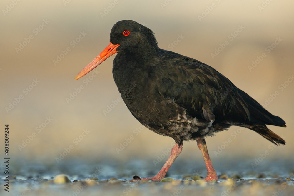 Variable Oystercatcher (Haematopus unicolor), Point Chevalier, Auckland, New Zealand Variable Oystercatcher (Haematopus unicolor), Point Chevalier, Auckland, New Zealand