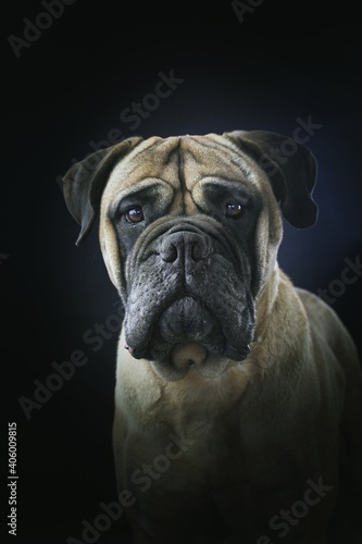 bullmastiff black background studio 