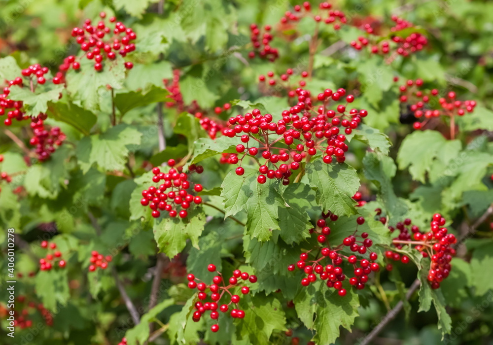 Bunches of viburnum on the branches against the foliage in summer Bunches of viburnum on the branches against the foliage in summer