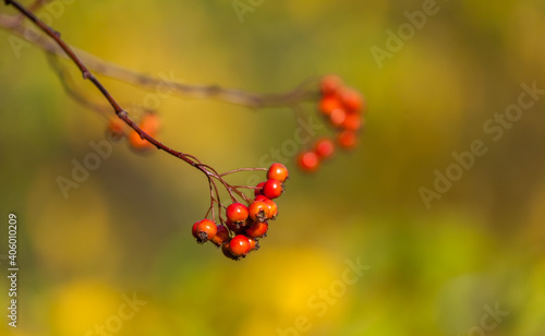 The branch of hawthorn fruit in the fall
