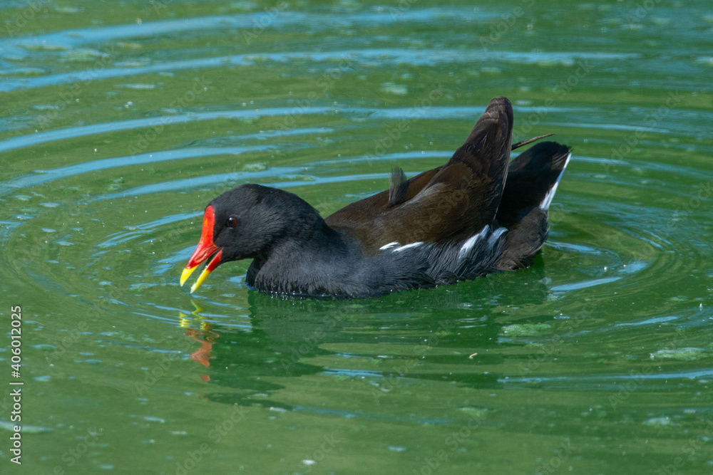 A common moorhen (Gallinula chloropus), also known as the waterhen or swamp chicken swimming in a pond. A common moorhen (Gallinula chloropus), also known as the waterhen or swamp chicken swimming in a pond.