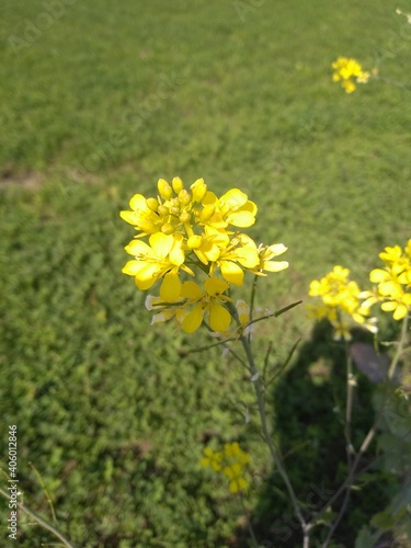 field of flowers