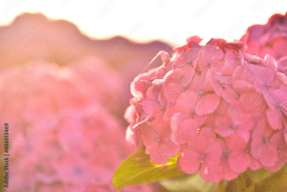 桃色紫陽花 桃色紫陽花