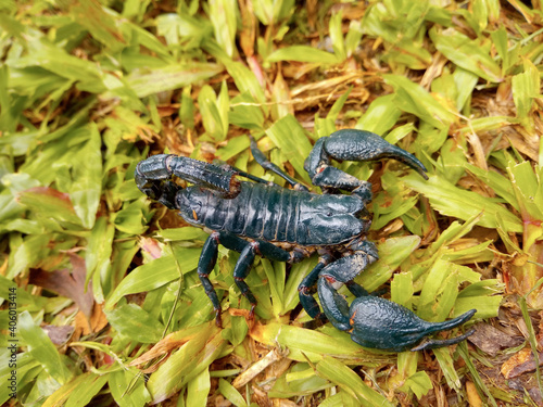 A black scorpion on the green lawn.