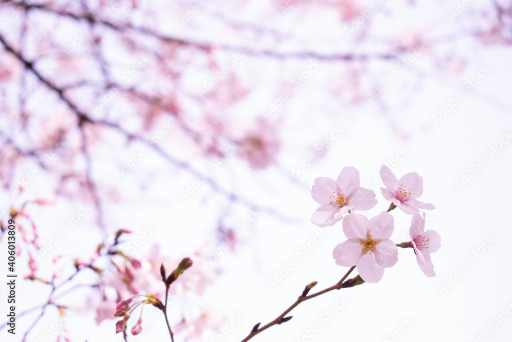 桜 桜