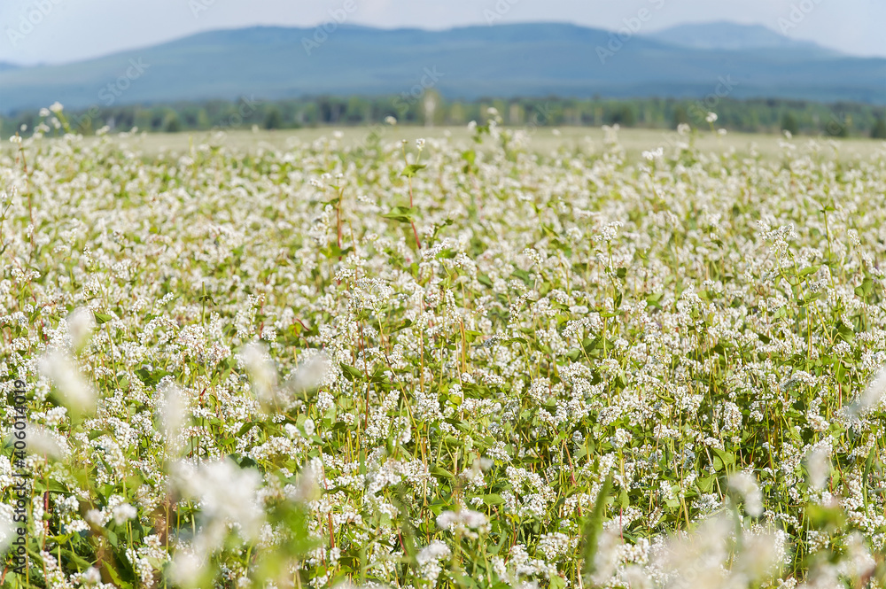 Close up of white blooming flowers of buckwheat (Fagopyrum esculentum) growing in agricultural field on a background of blue sky. Panorama landscape of mountains. Sunny summer day. Altai region