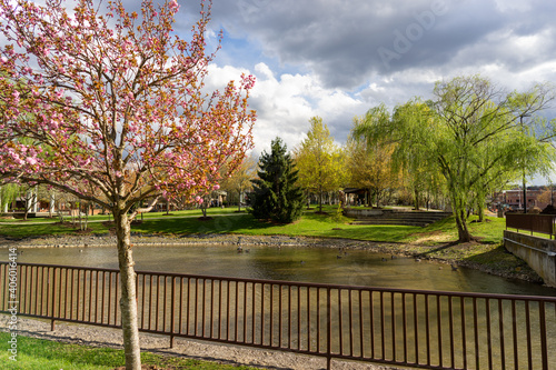 cherry blossom tree