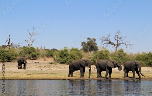 animal elephant drinking water in Africa