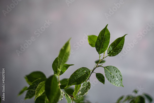 green leaves with droplets on a light background
