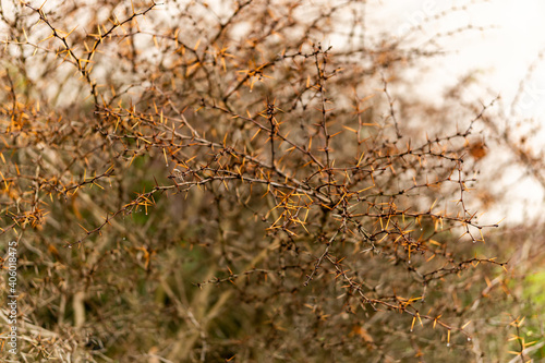Selective focus shot of thorny bushes