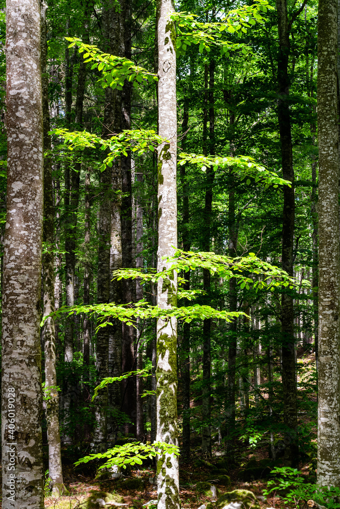 Obraz premium Trunk of beech tree illuminated by the sun and surrounded by the shade of the forest. Tambre, Alpago, Belluno, Italy