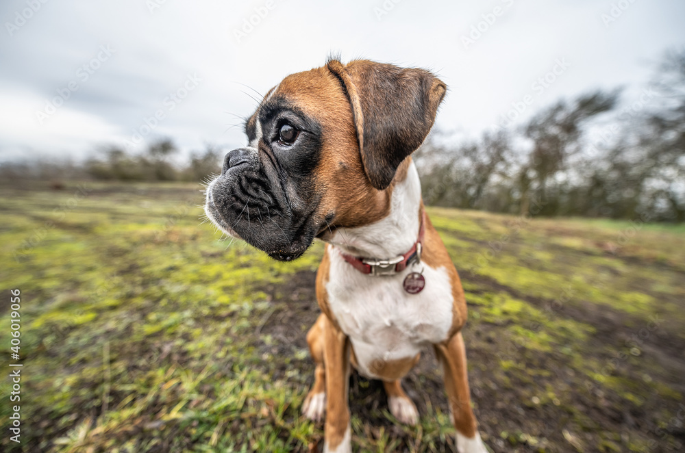 funny face 9 months old purebred golden puppy german boxer dog closeup