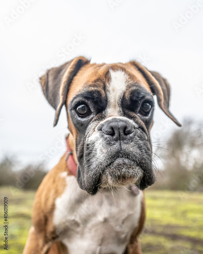 funny face 9 months old purebred golden puppy german boxer dog closeup © CL-Medien