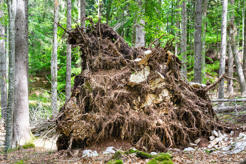Beech forest in summer. In the foreground the huge roots of a beech tree uprooted by the storm Vaia. Tambre, Alpago, Belluno, Italy Beech forest in summer. In the foreground the huge roots of a beech tree uprooted by the storm Vaia. Tambre, Alpago, Belluno, Italy