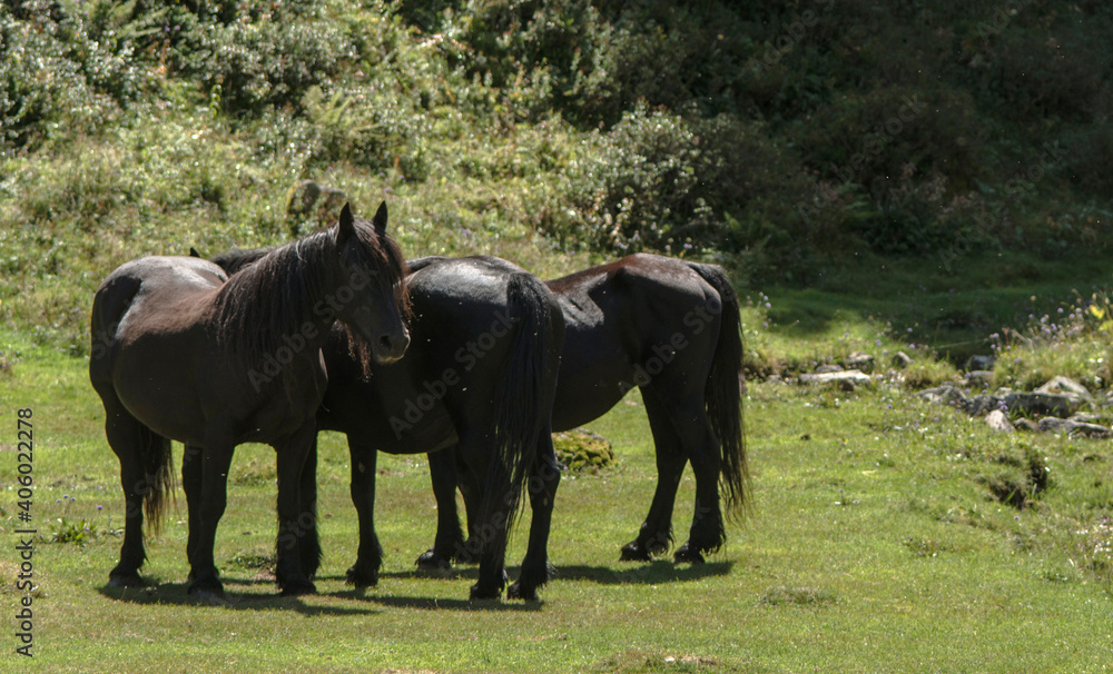Fototapeta premium Chevaux pyrénéens à Mérens, France