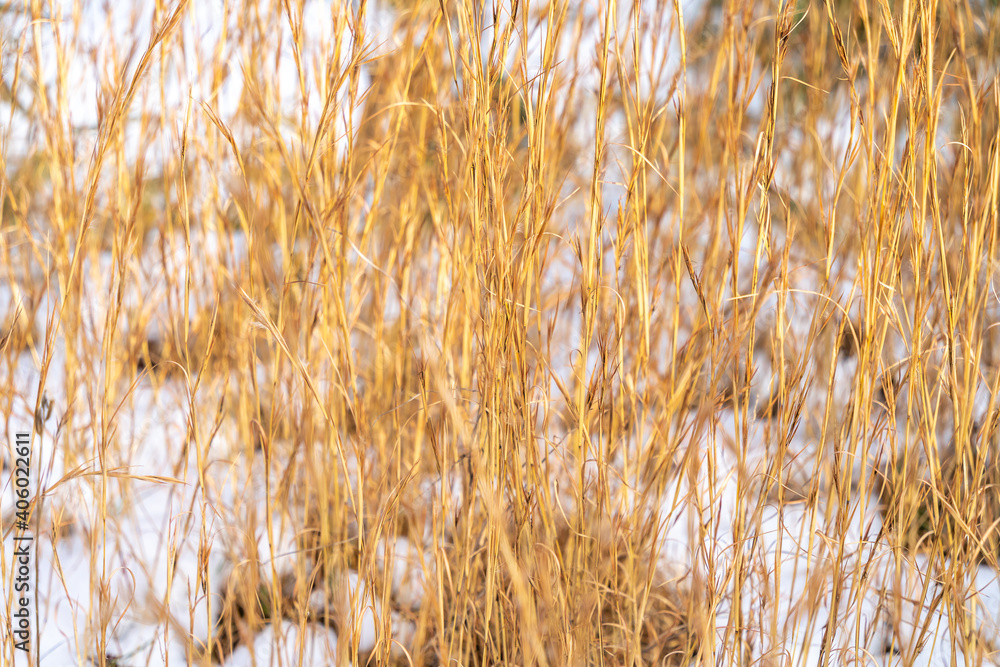 Fototapeta premium 植物 雪