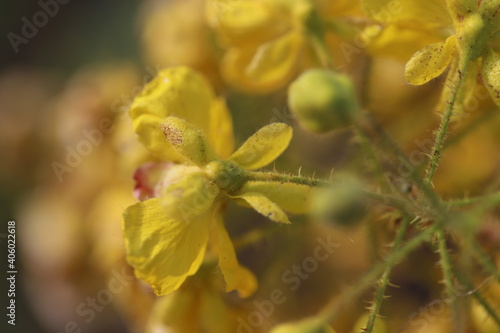 Flowers in Thailand , Natural flowers