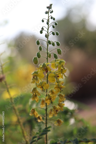Flowers in Thailand , Natural flowers