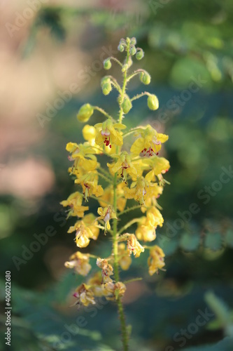 Flowers in Thailand , Natural flowers