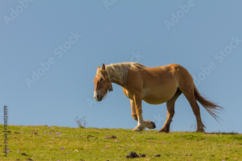 View of a brown horse in the green field on a blue sky on the background