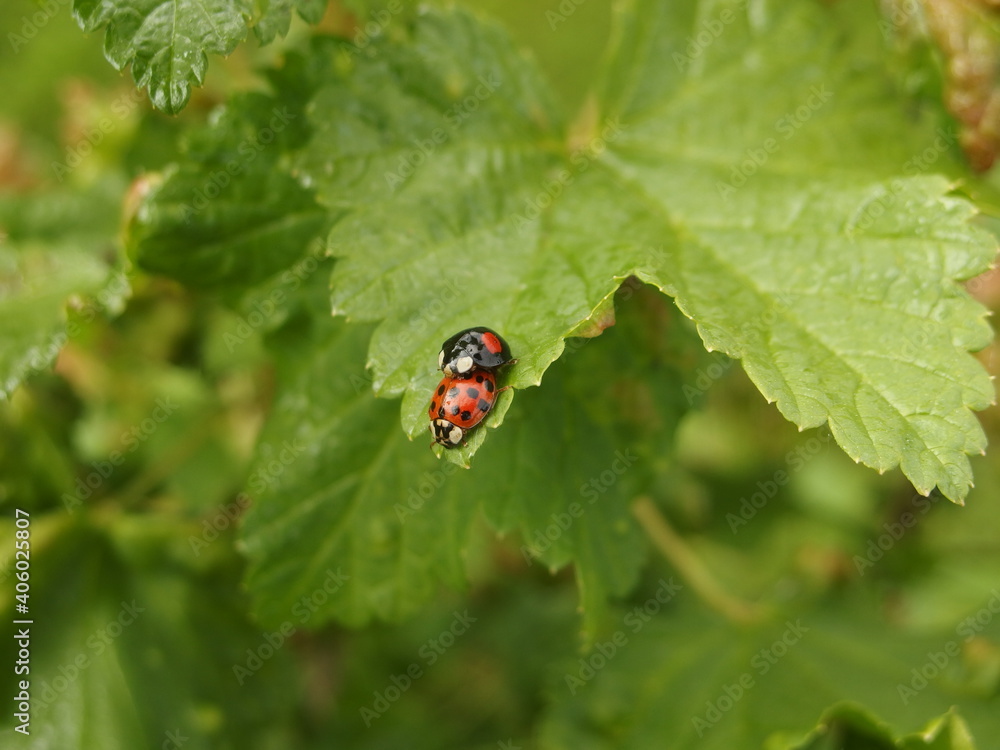 Two differently colored ladybugs copulating on a currant leaf Two differently colored ladybugs copulating on a currant leaf
