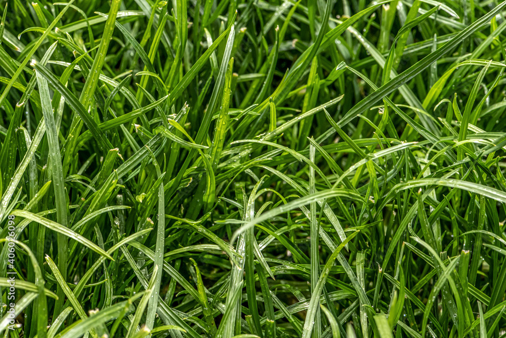 Close up of fresh thick grass with water drops in the early morning Close up of fresh thick grass with water drops in the early morning