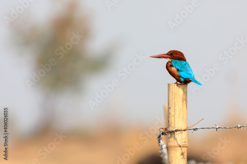 Kingfisher on a fence