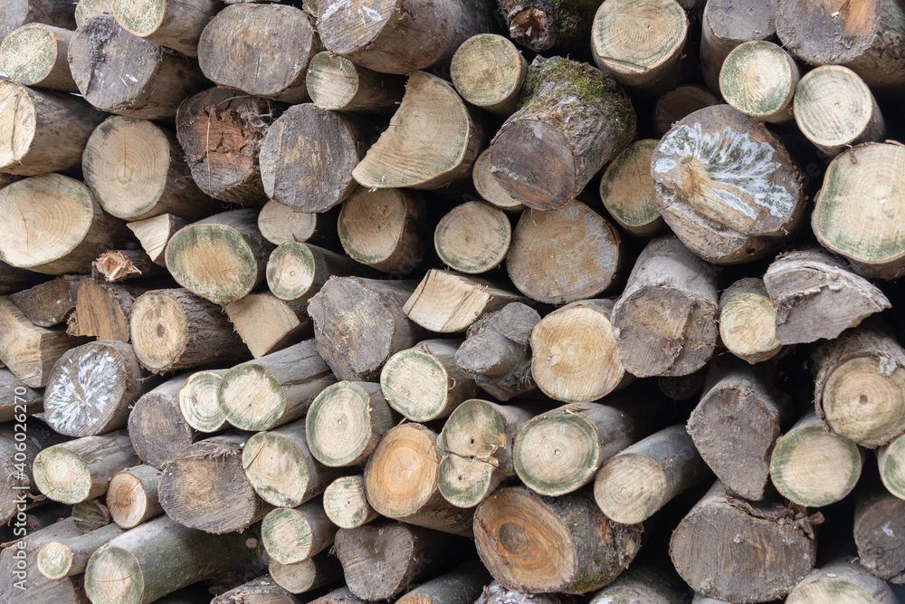 a heap of firewood in the forest a heap of firewood in the forest