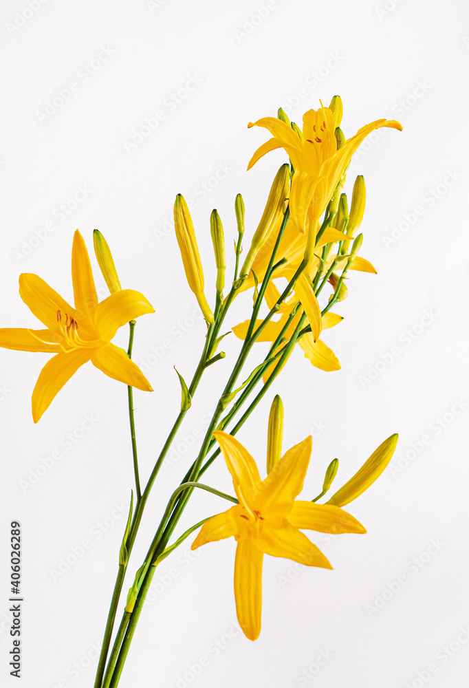 day-lily isolated on the white