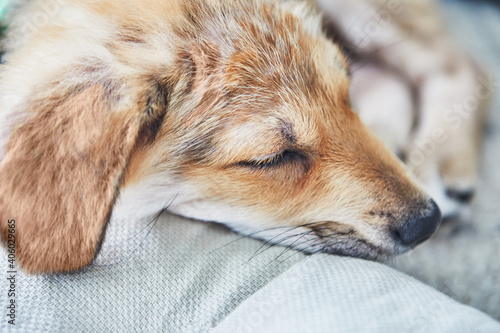 Cute ginger white puppy laid asleep on a pillow close-up
