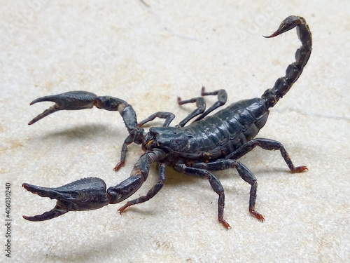 A black scorpion walking on a cement floor