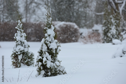Snow covered thuja plants
