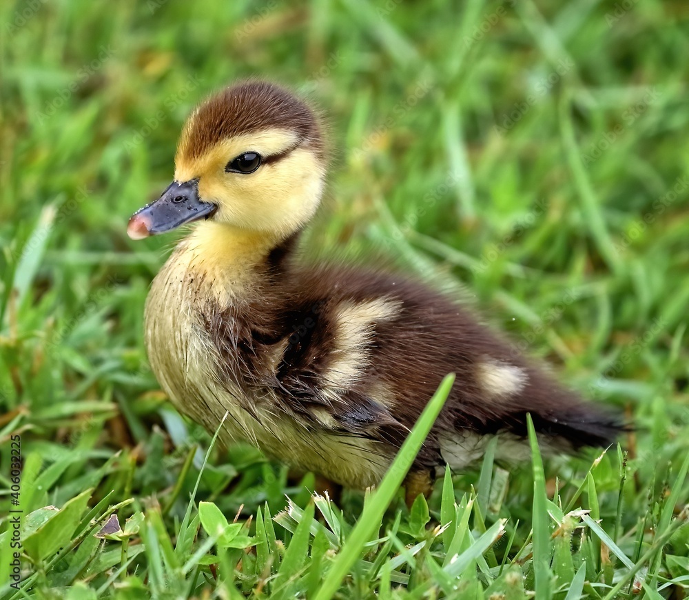Muscovy duckling standing in the green grass. Cairina moschata. Muscovy duckling standing in the green grass. Cairina moschata.