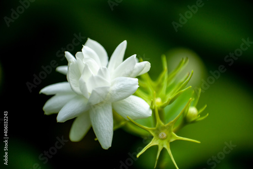 Arabian Jasmine or Mogra flower closeup - The heavy scented white flowers are borne in clusters of 3 to 12 and may be single, semi-double or perfectly double.