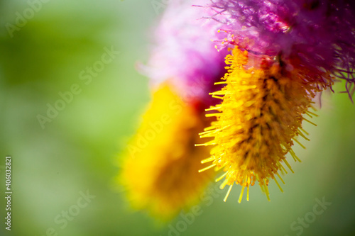 Flower Petal close up macro shot  photo