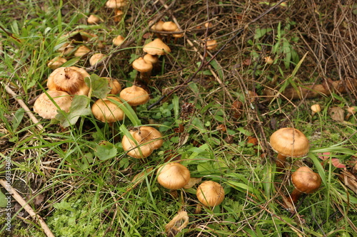 brown toadstools in the forest