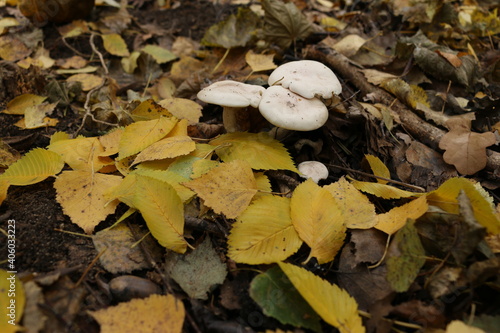 porcini mushrooms toadstools in autumn in the forest yellow leaves from trees