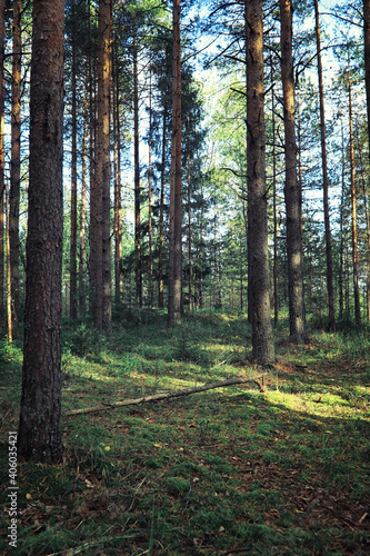 Bright spring greens at dawn in the forest. Nature comes to life in early spring.