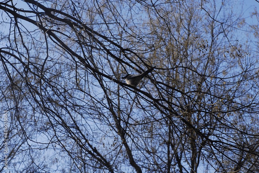 A bird is holding a berry in its beak in a bare tree in the winter A bird is holding a berry in its beak in a bare tree in the winter