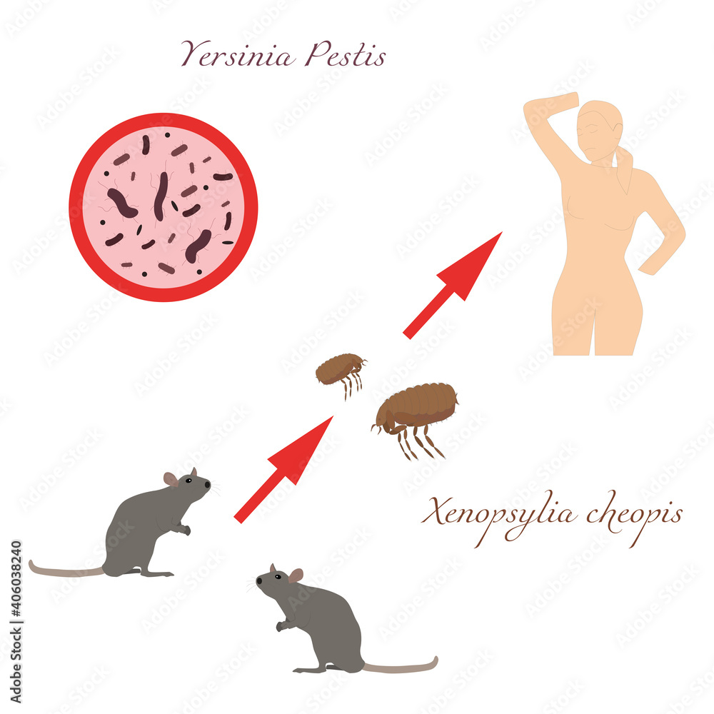 Bubonic plague. The path of infection is a dangerous disease. Vector illustration. Outline on an