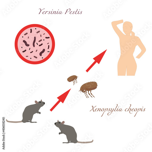 Bubonic plague. The path of infection is a dangerous disease. Vector illustration. Outline on an isolated white background. Scheme of infection with plague bacteria rat-flea-human.