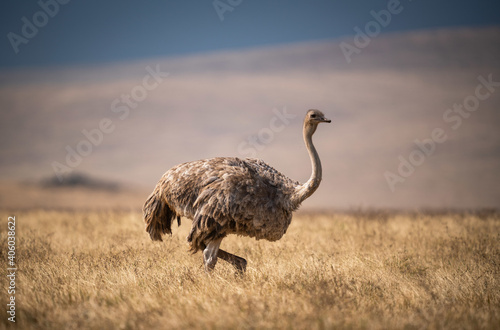 Closeup of a female Masai Ostrich in a meadow in Ngorongoro Conservation Area, T Fototapeta