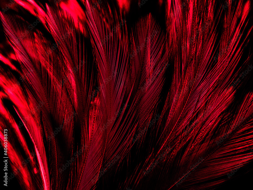 Beautiful abstract red feathers on dark background and black feather