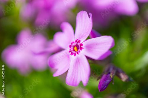 春の陽光を浴びるピンク色のシバザクラのアップ