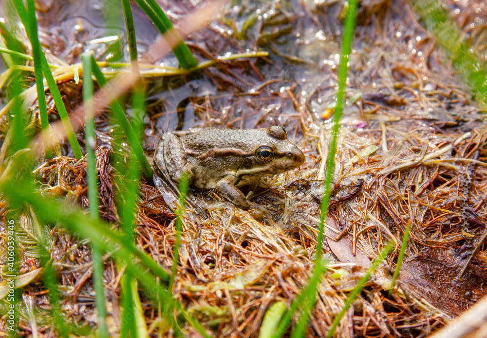 The frog in a lake water. Head of a Marsh frog on a nature habitats background The frog in a lake water. Head of a Marsh frog on a nature habitats background