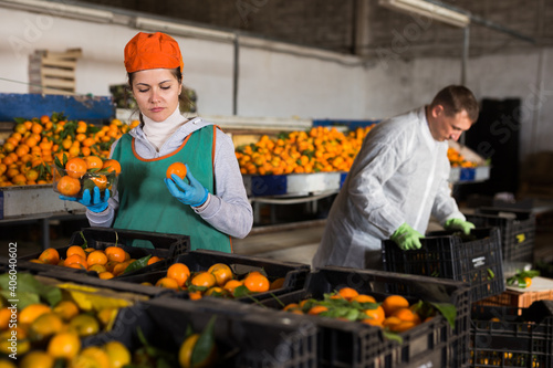Portrait of male and female warehouse workers sorting ripe mandarins
