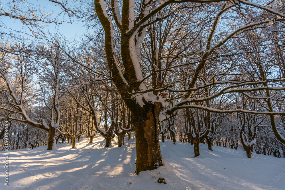 Fototapeta premium The Oianleku natural park at sunrise, snowy beech forest in the town of Oiartzun in Peñas de Aya, Gipuzkoa. Basque Country