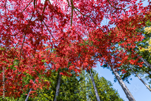 Red leaves foliage in Japan during the Momiji autumn season