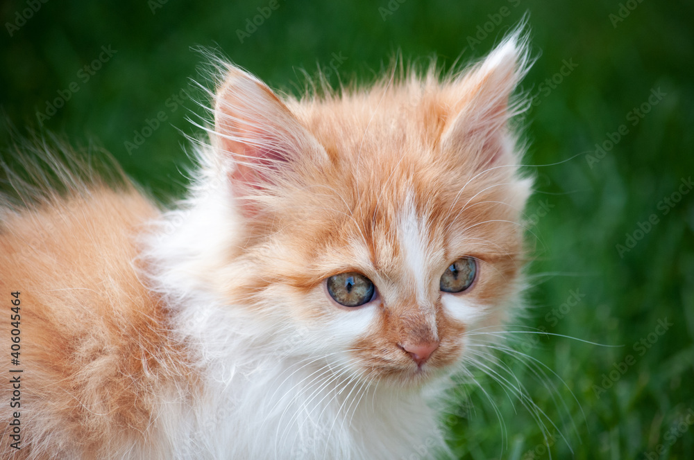 A little orange and white kitten in the garden